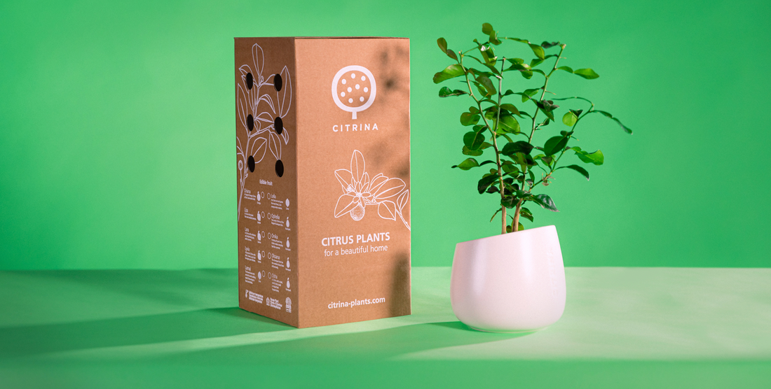 sustainable plant packaging. The box is made with corrugated cardboard and a plant in a white pot is next to it.